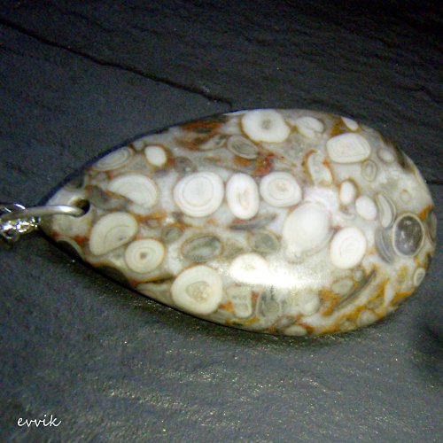 Prvohorní crinoidy — foto 4