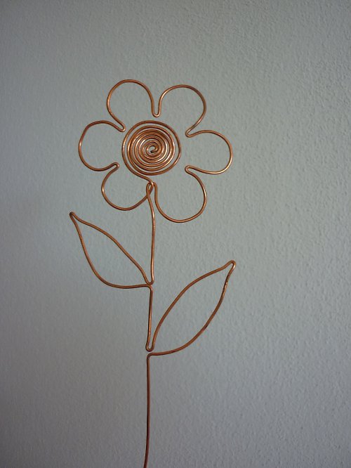 Mincorodka obecná — foto 2