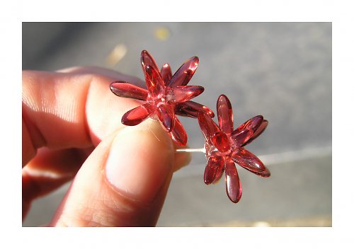 Echonoidea merlot — foto 2