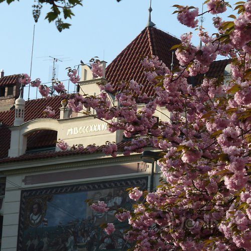 Karlínská sakura — foto 4