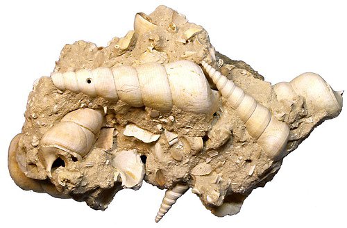 Druhohorní turitelly — foto 4