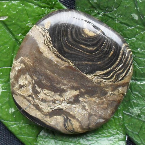 Stromatolit 43x40x9 — foto 2