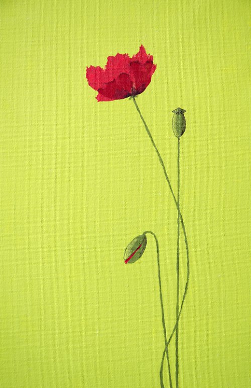 Vlčí mák / Red weed — foto 2