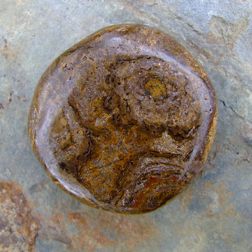 Stromatolit — foto 2