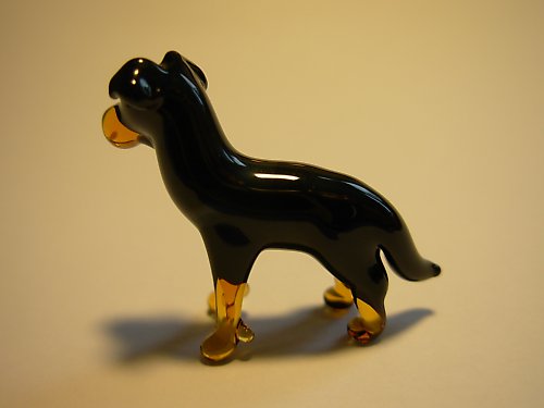 Beauceron — foto 3