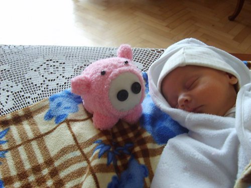 Růžové prasátko — foto 2
