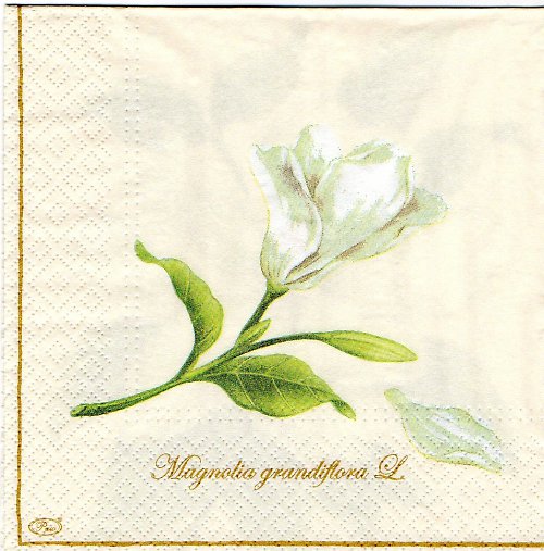 Botanic Magnolia Champagne — foto 2