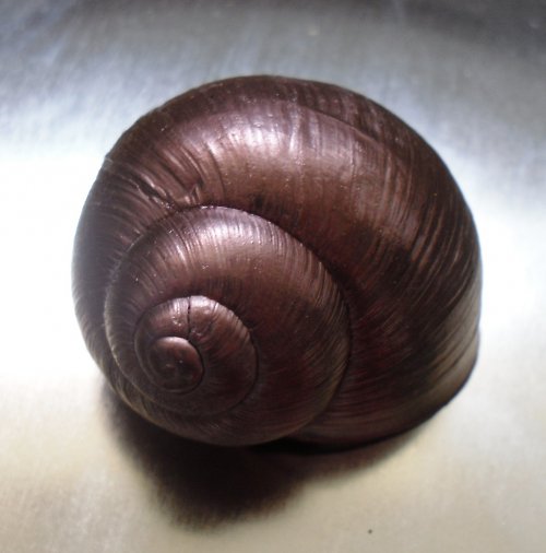 Šnečí ulity - měděné — foto 2