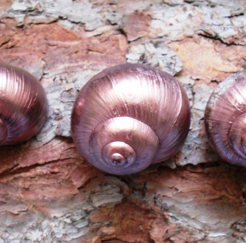 Šnečí ulity - měděné — foto 3