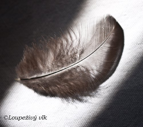 Černá pírka 10cm — foto 4
