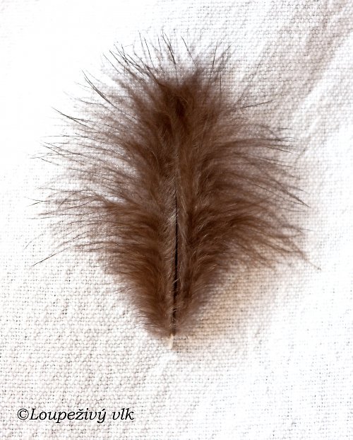 Černé chmýří — foto 2