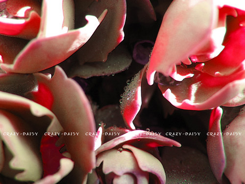 Rosa (30 x 40) — foto 2