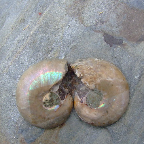 Amonit — foto 2