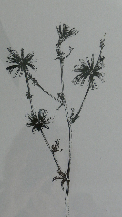 Čekanka obecná — foto 2
