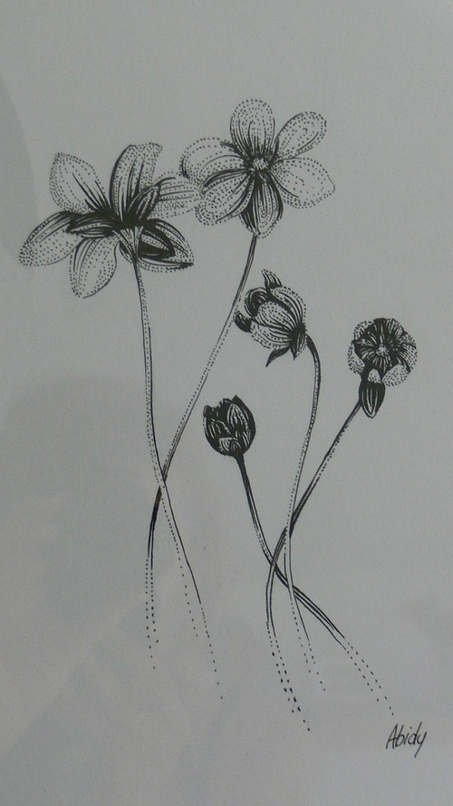 Jaterník podléška — foto 2