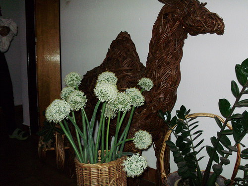 Okrasné květy cibule — foto 2