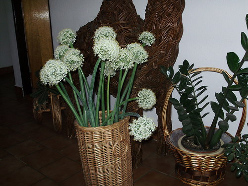 Okrasné květy cibule — foto 3