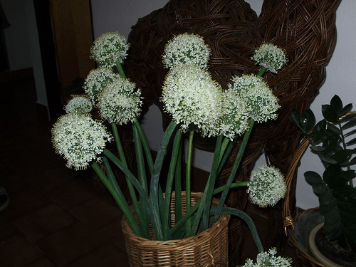 Okrasné květy cibule — foto 4