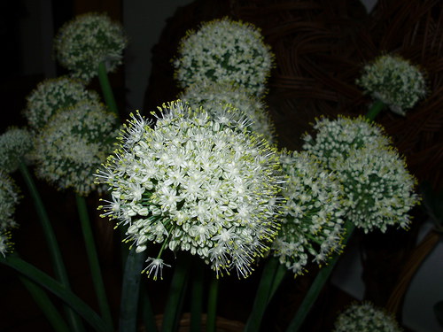 Okrasné květy cibule — foto 6