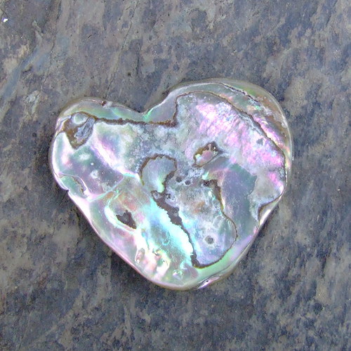 Paua mušle — foto 2