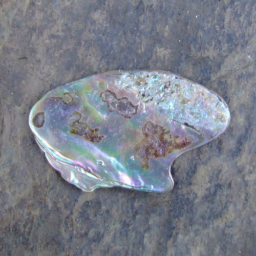 Paua mušle — foto 2
