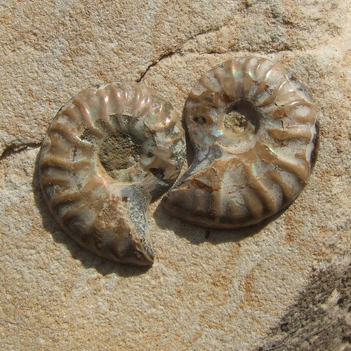 Amonit — foto 3