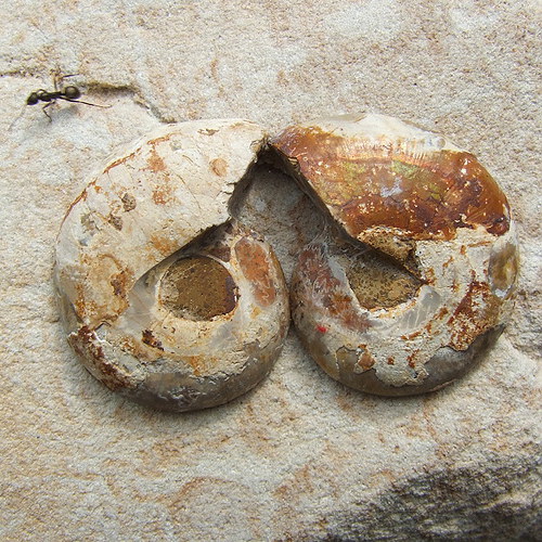 Amonit — foto 2