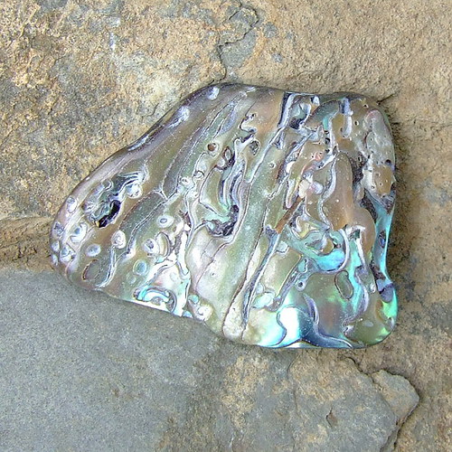 Paua mušle — foto 2