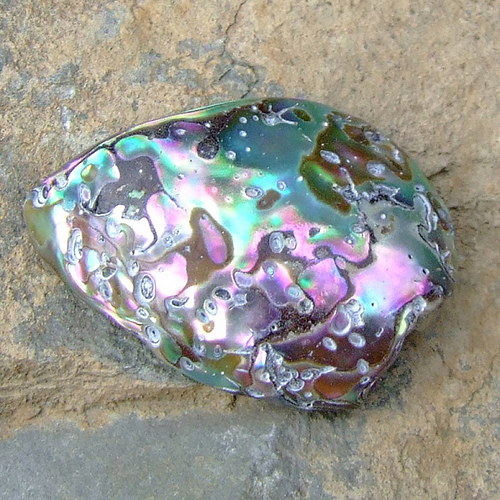Paua mušle — foto 2