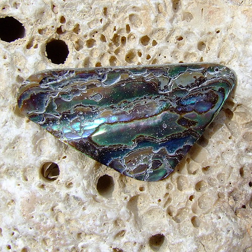 Paua mušle — foto 2