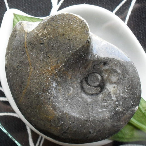 Goniatit 55x43mm — foto 2