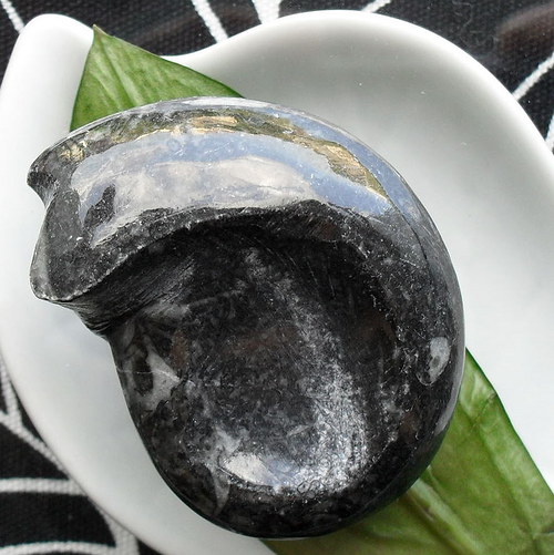 Goniatit 42x32mm — foto 2