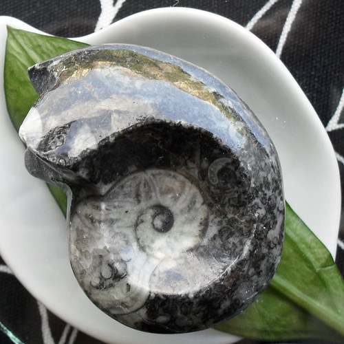 Goniatit 46x37mm — foto 2