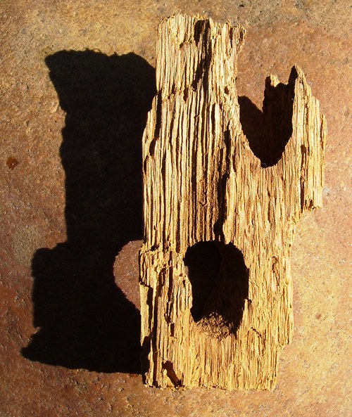 Dubové dřívko — foto 2