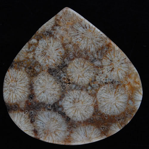 Fosilní korál- CABOCHON — foto 2