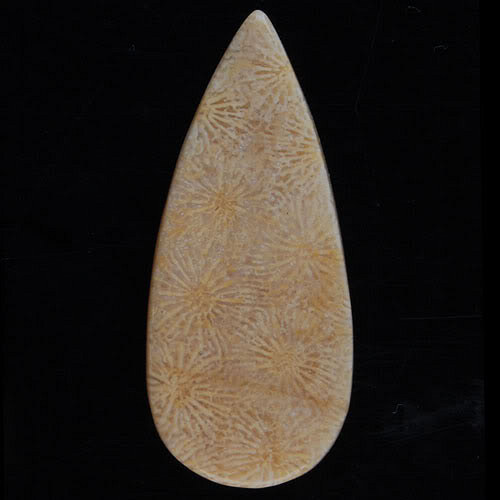 Fosilní korál- CABOCHON — foto 2