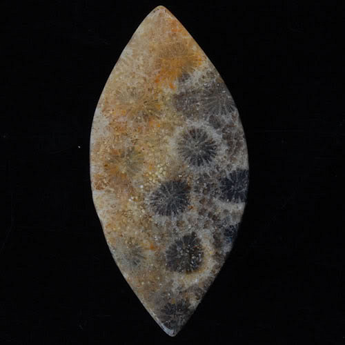 Fosilní korál- CABOCHON — foto 2