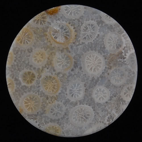 Fosilní korál- CABOCHON — foto 2