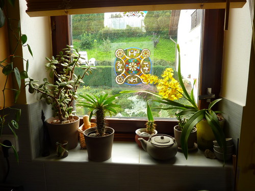 Sloní mandala — foto 2