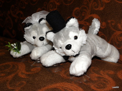 Svatební husky — foto 2