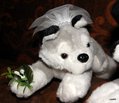 Svatební husky — foto 3