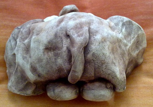 Slonice Marcela — foto 3