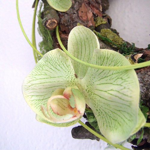 Věnec se zelenými orchidejemi 25 cm — foto 3