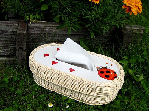 Frňákovník beruškovitý.... — foto 2
