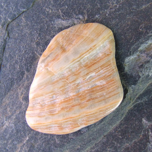 Paua mušle — foto 2