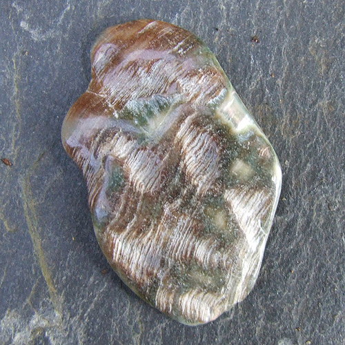 Paua mušle — foto 2