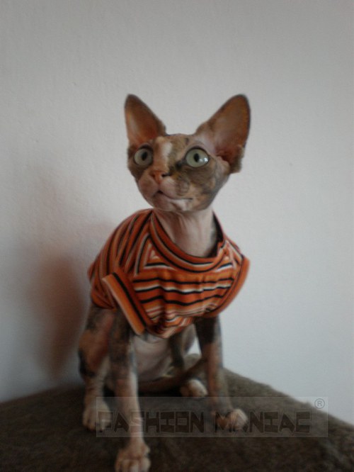 Triko pro Sphynx — foto 2