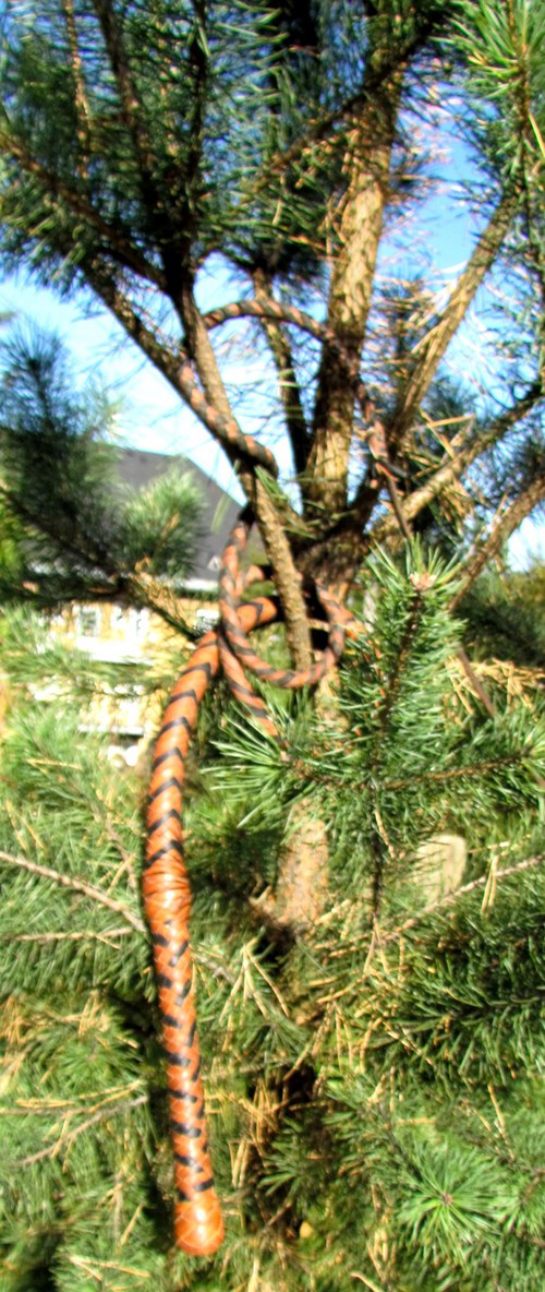 Bič americký — foto 4