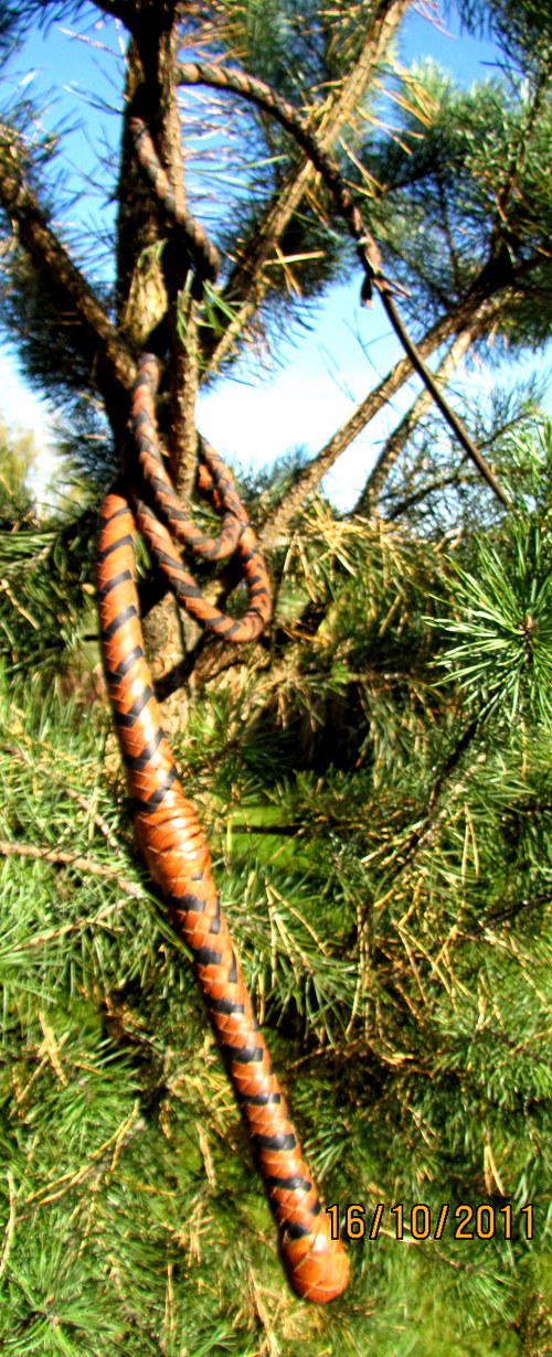 Bič americký — foto 5