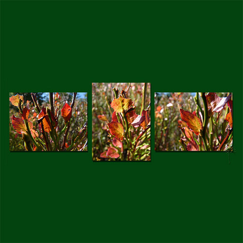 Kouzlo podzimu (triptych, 42x56) — foto 4